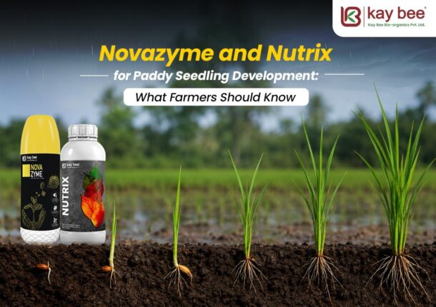 Novazyme and Nutrix for Paddy Seedling Development
