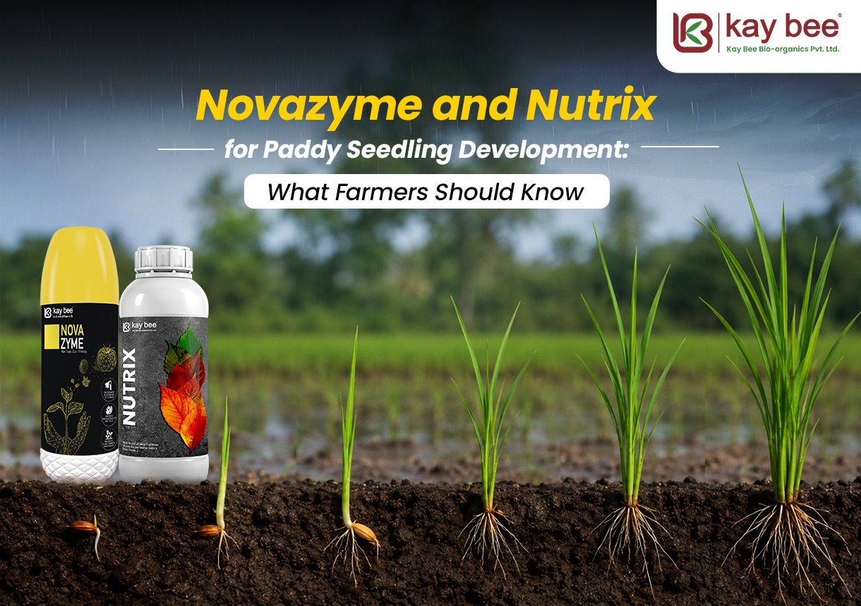 Novazyme and Nutrix for Paddy Seedling Development