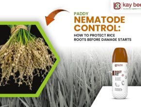 Paddy Nematode Control