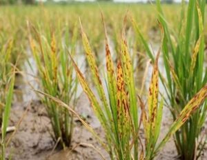 Khaira disease in paddy
