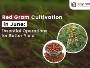Red Gram Cultivation in June