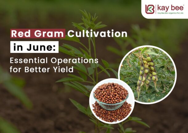 Red Gram Cultivation in June