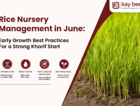 Rice Nursery Management in June