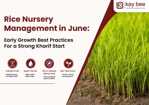 Rice Nursery Management in June