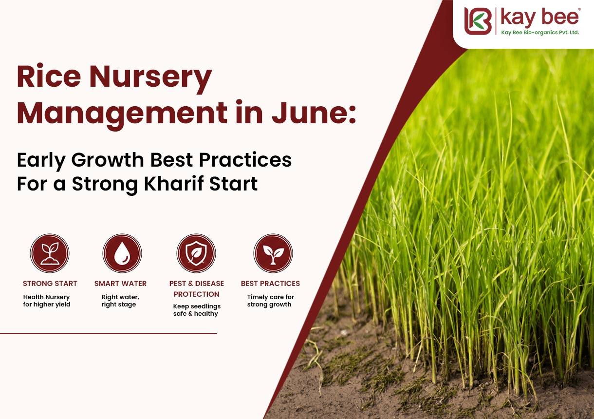 Rice Nursery Management in June