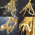 Rice Root Knot Nematode