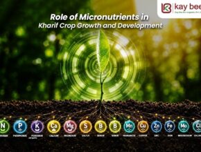 Role of Micronutrients in Kharif Crop