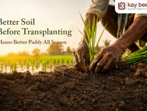 Soil Before Transplanting