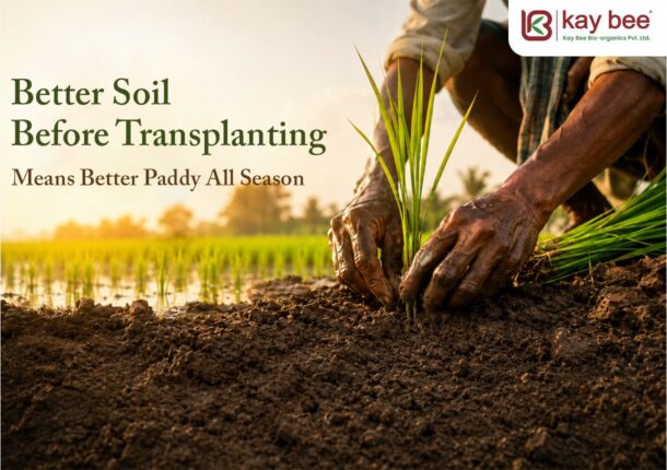 Soil Before Transplanting