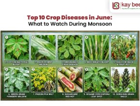 Top 10 Crop Diseases in June