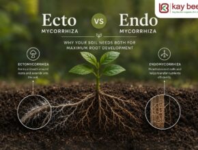 Ecto vs Endo Mycorrhiza