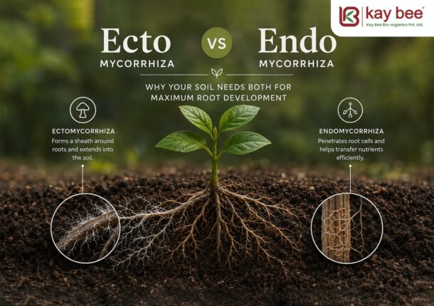 Ecto vs Endo Mycorrhiza