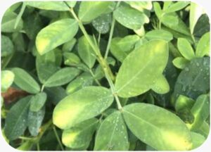 Zinc Deficiency Effects on Groundnut Crop