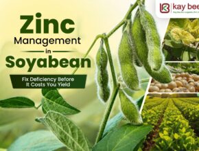 Zinc Management in Soybean
