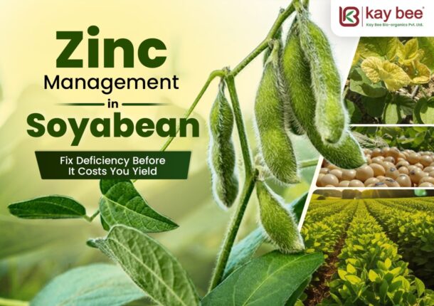 Zinc Management in Soybean