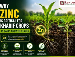 Zinc is Critical for Kharif Crops