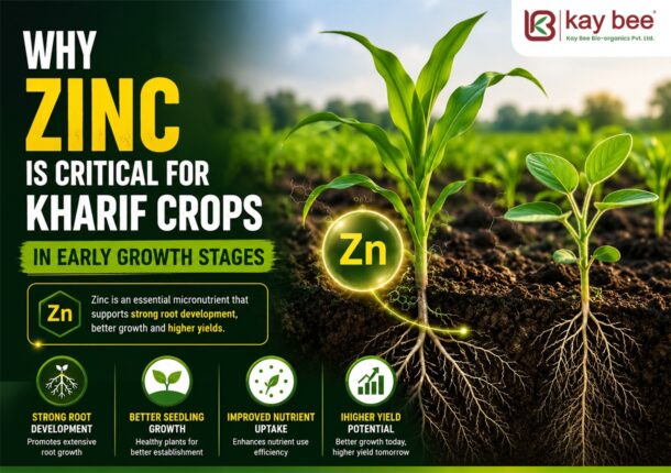 Zinc is Critical for Kharif Crops