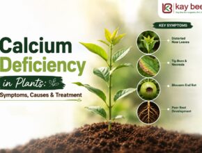 Calcium Deficiency in Plants