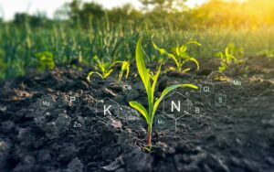 healthy crop field calcium nutrition for plants