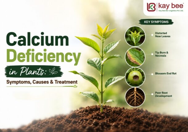 Calcium Deficiency in Plants