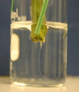 Bacterial Wilt