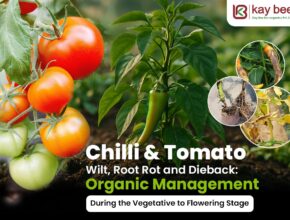 Calbolite & Calboost for Chilli and Tomato Calcium Nutrition from Vegetative to Flowering