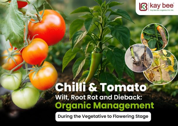 Calbolite & Calboost for Chilli and Tomato Calcium Nutrition from Vegetative to Flowering