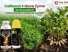 Calboost + Nova Zyme for groundnut