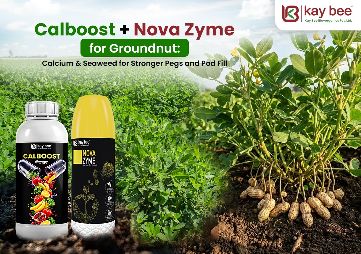 Calboost + Nova Zyme for groundnut