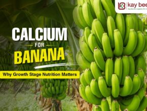Calcium for Banana