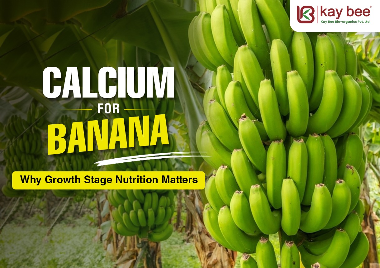 Calcium for Banana