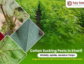 Cotton Sucking Pests in Kharif Whitefly, Aphids, Jassids & Thrips