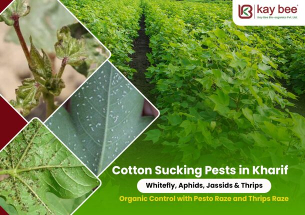Cotton Sucking Pests in Kharif Whitefly, Aphids, Jassids & Thrips