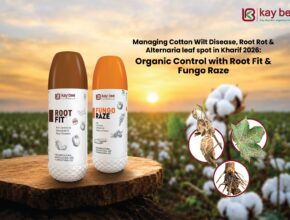 Cotton Wilt Disease Control Root Fit & Fungo Raze