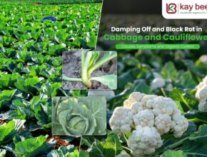 Damping Off and Black Rot in Cabbage and Cauliflower