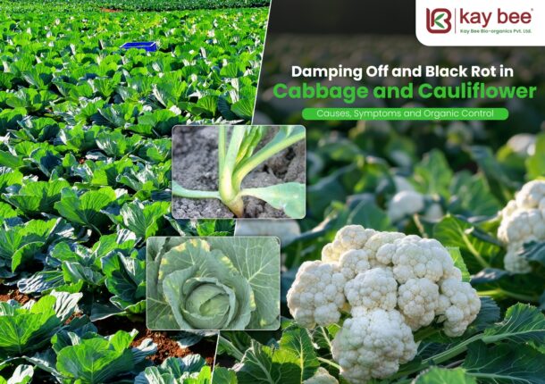 Damping Off and Black Rot in Cabbage and Cauliflower
