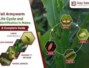 Fall Armyworm Life Cycle and Identification in Maize
