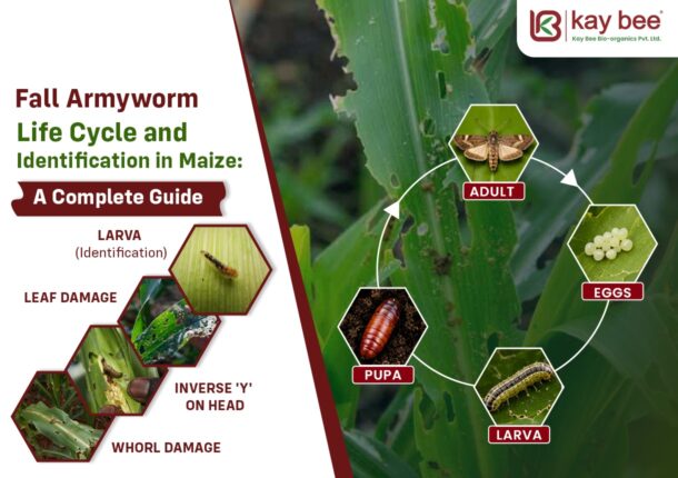 Fall Armyworm Life Cycle and Identification in Maize