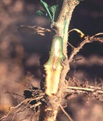 Fungal Wilt