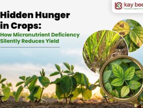 Hidden Hunger in Crops