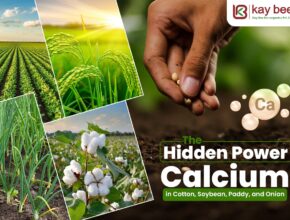 Hidden Power of Calcium in Cotton