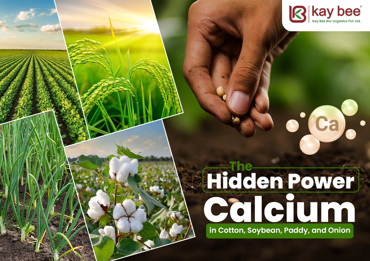 Hidden Power of Calcium in Cotton