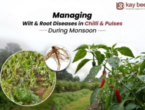 Managing Wilt and Root Diseases in Chilli