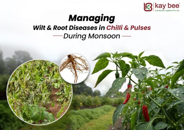 Managing Wilt and Root Diseases in Chilli