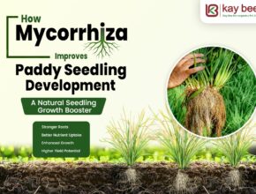 Mycorrhiza Improves Paddy Seedling Development
