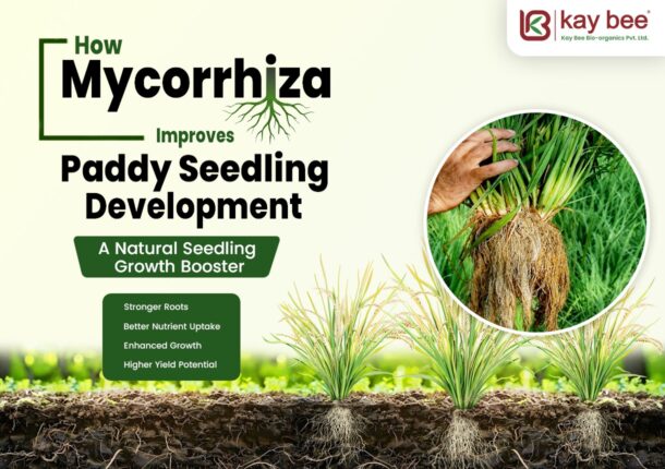 Mycorrhiza Improves Paddy Seedling Development