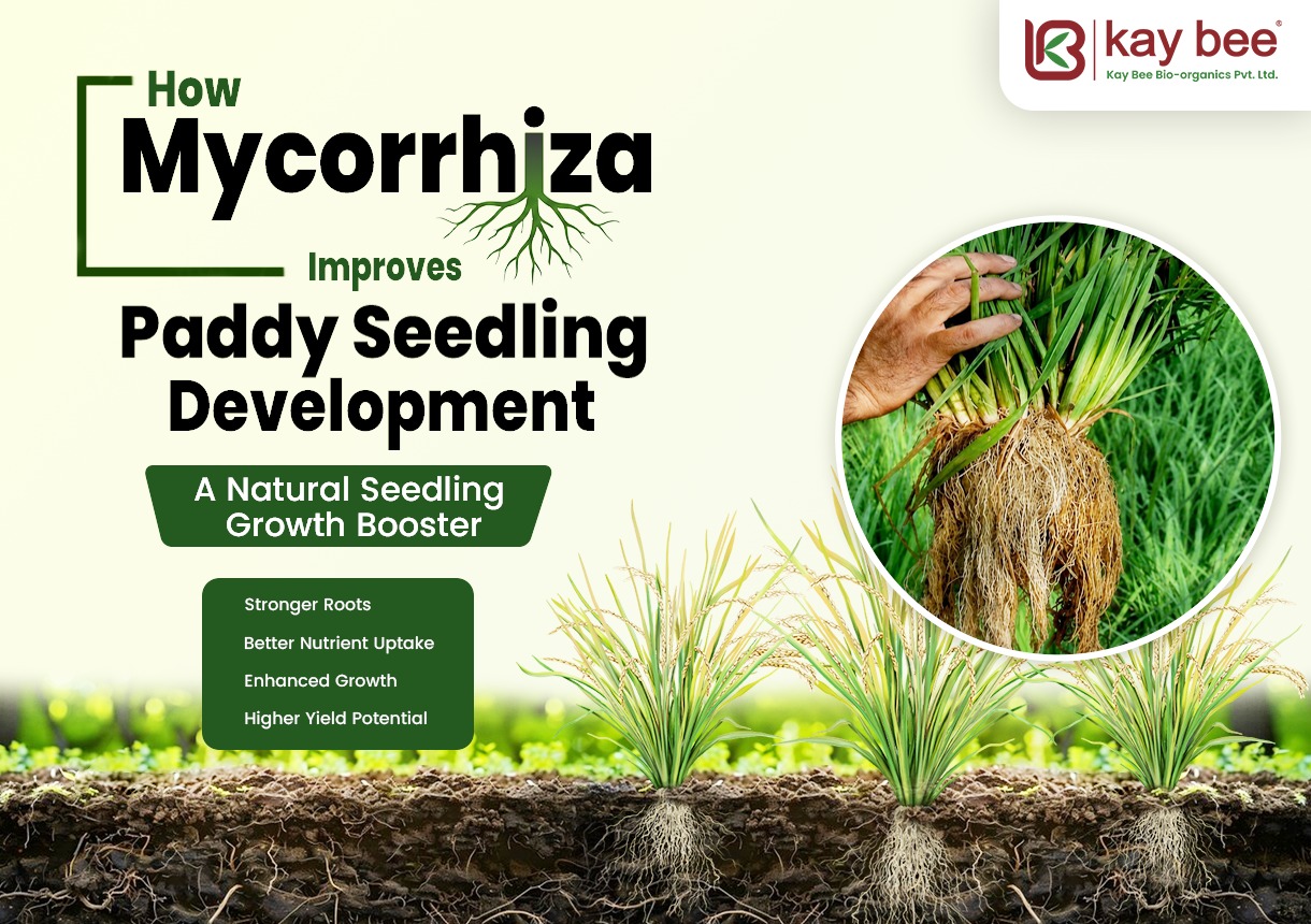 Mycorrhiza Improves Paddy Seedling Development