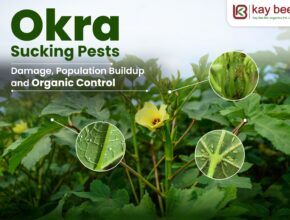 Okra Sucking Pests