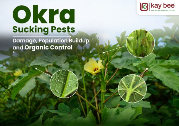 Okra Sucking Pests