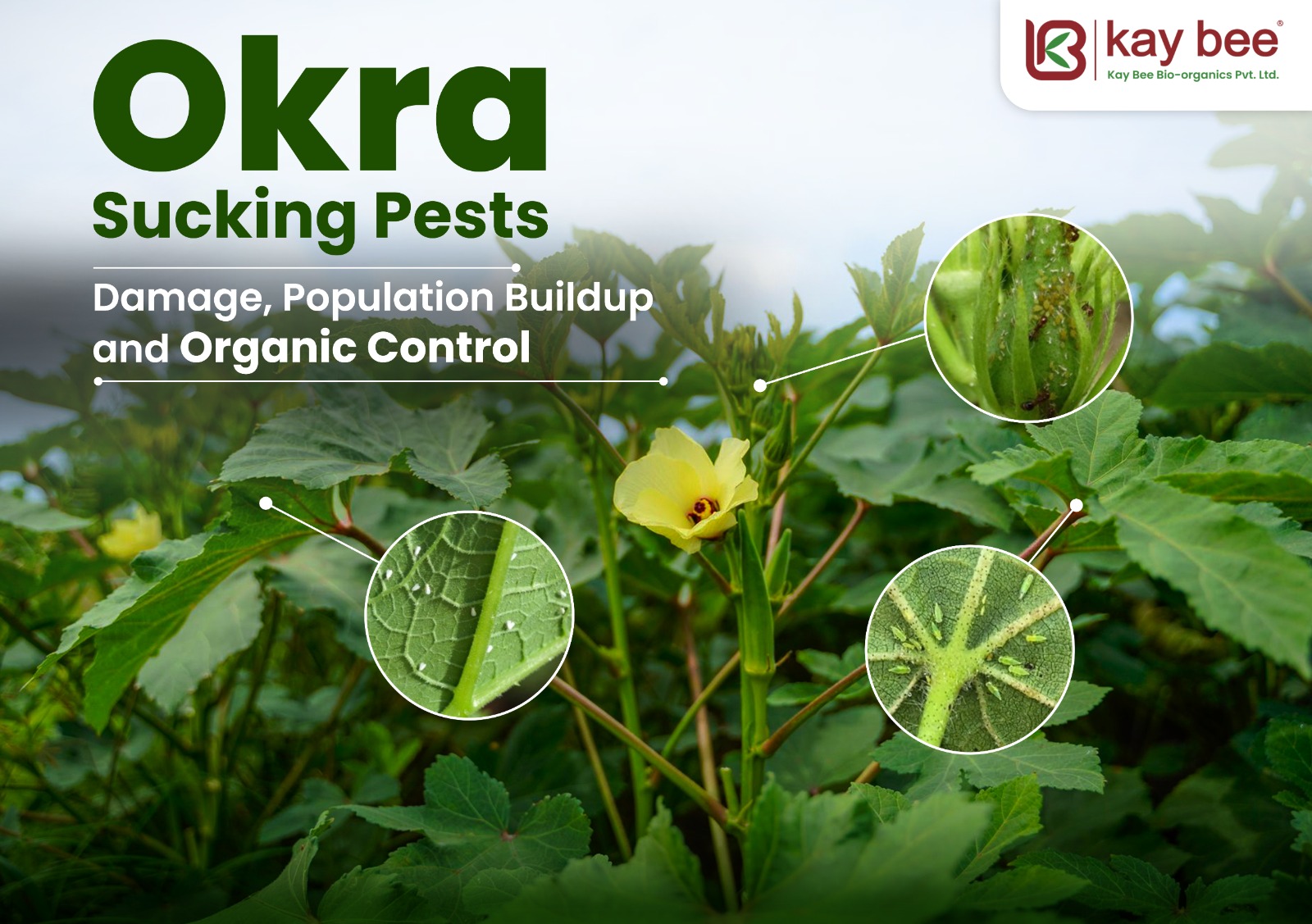 Okra Sucking Pests